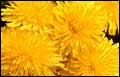 Dandelions