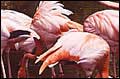 Flamingos