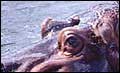Hippo