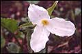 Trillium