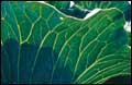 Cabbage Leaf